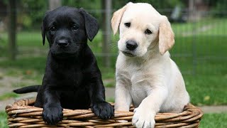 Chó Labrador Retriever GIÁ RẺ nhất là bao nhiêu? Có biết trông nhà không?