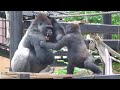 鬼ごっこ⁉️逃げる父を必死に追いかけるゲンタロウ⭐️ゴリラGorilla【京都市動物園】Gentaro desperately chases his fleeing father.