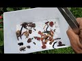Catch Many unique Animals, Flat Snails, Slugs, Flat Worms, Cocoon, Tiny Frogs, and Trapdoor spiders.