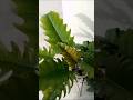 PHILODENDRON, CHOCO EMPRESS 🍀🌿 | CARE TIPS|🌱#plants #plantlover #nature #shorts🍀🌿