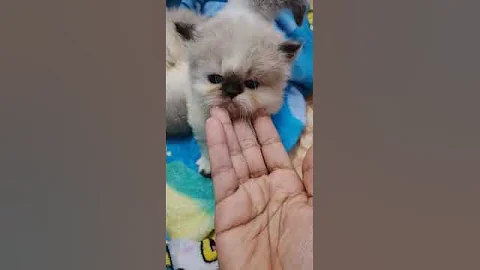 Watch the video about High quality kitten's 2 himalayan 1 black available bangalore contact number WhatsApp 7090061509