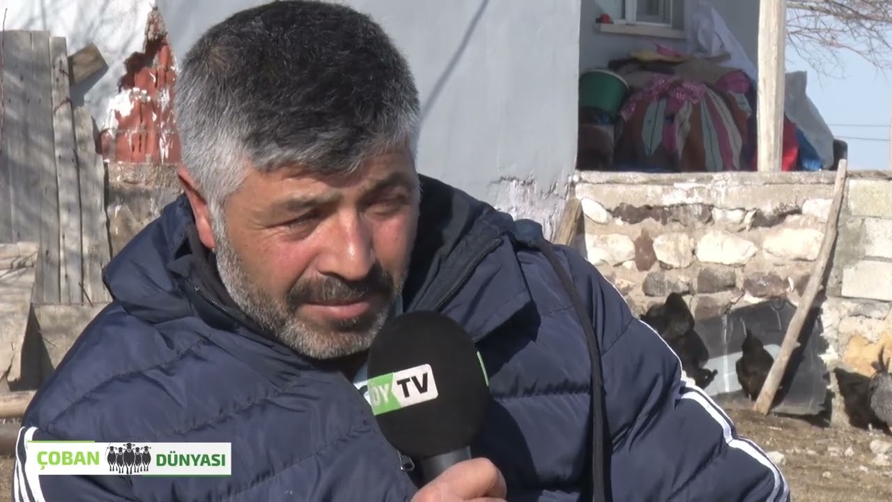 SİVAS KANGALDA KÜÇÜKBAŞ HAYVAN YETİŞTİRİCİLİĞİ | ÇOBANIN YOLU