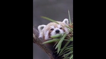 The Truth About red panda #shorts