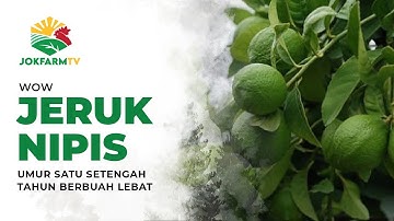 WOW! Jeruk Nipis Umur Satu Setengah Tahun Berbuah Lebat | JOKFARMTV