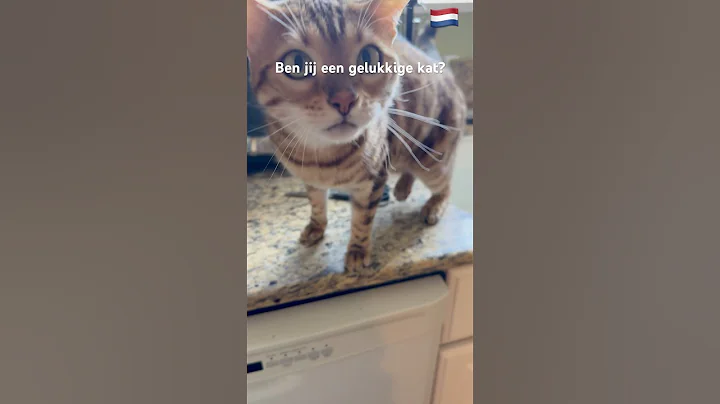 Video 10103901: pets meow catmeowing, cat meow pets, meow catmeow funny