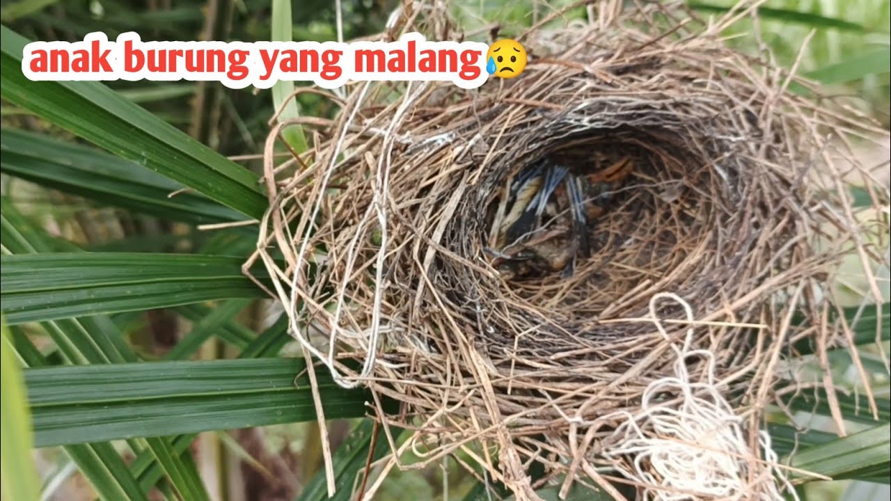 Kasian sekali anakan burung ini mati di dalam sarang! Ntah apa penyebabnya😥