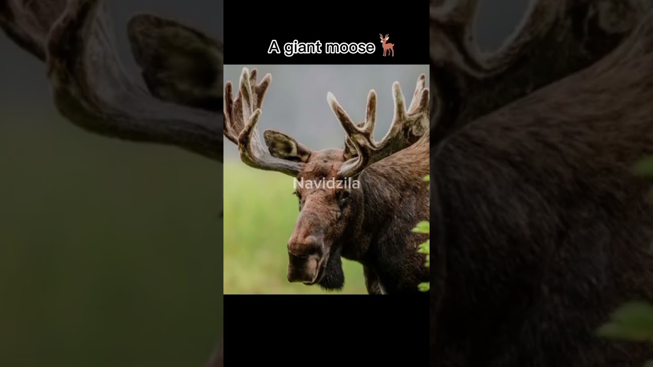 Things bigger than you think 