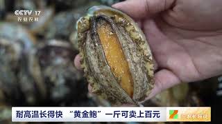 [三农长短说]唤醒沉睡的山海资源 福建东山 耐高温长得快 “黄金鲍”一斤可卖上百元|农业致富经 Agriculture And Farming