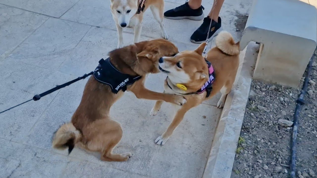 Chase missed so much his mom ❤️❤️ He is now 1 year old!