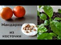 Как вырастить мандарины из косточки.