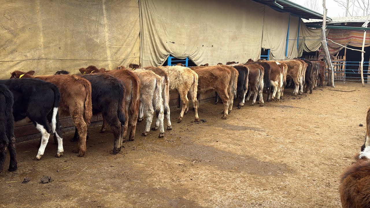 😱9500 Dan Boshlab Buqacha Va Hunojinlar Sotuvda ✅