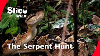 The Snake No One Has Ever Seen I  Doc  Slice Wild