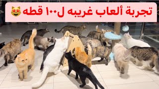 ردت فعل ١٠٠ قطه على ألعاب جديده  هل حشيش القطط فعال ؟