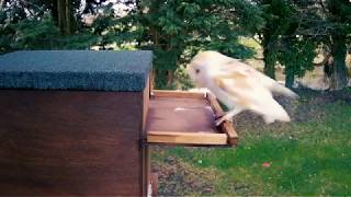 Barn Owls find new owl box nest