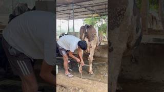 PLEASE SUBSCRIBE ME💯✅#cow #farming #baffalo #trending #shortvideo #youtubevideo #explore