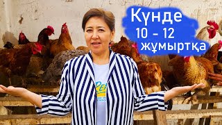 Vlog. Мына тауықтар 10-12 жұмыртқа береді. Көп тауық екен.