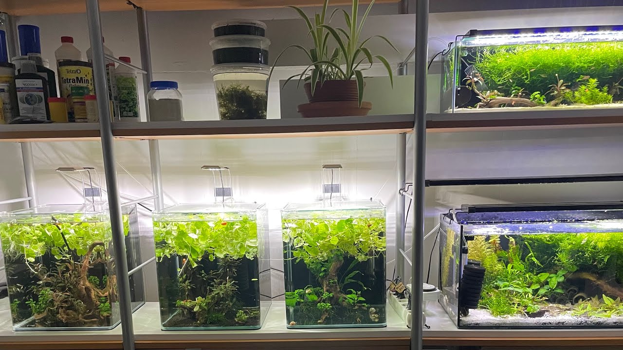 Aquarien für Aufzucht & Quarantäne (vierter Ausflug in meinen Keller)
