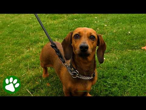 You Won't Believe How Many Dachshunds Showed Up for This Parade
