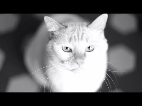 Garance - Universo (Radio edit) [Official Video]