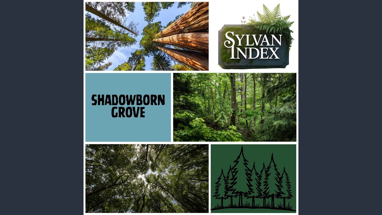 Lost in the Moment (Forest Rejuvenation)