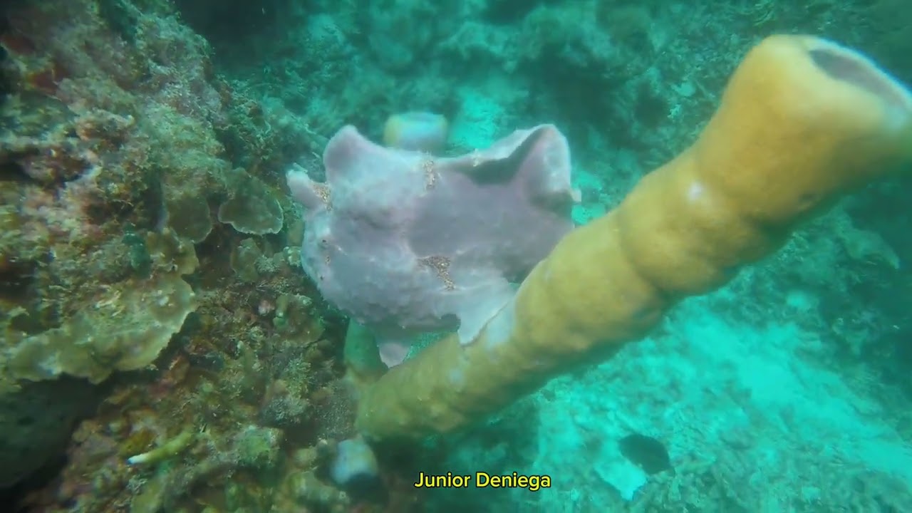 A Great Hunter In The Underwater World,The Giant Frog Fish, Antennarius commerson, In Moalboal, Cebu