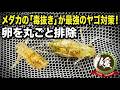 メダカの「毒抜き」が最強のヤゴ対策になる理由【媛めだか】