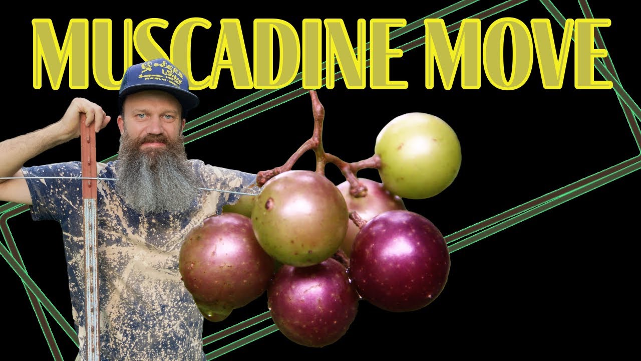 Гигантская мускатная виноградная лоза в Южной Каролине - Эп. 41 #мускатный #дикий виноград #муска...