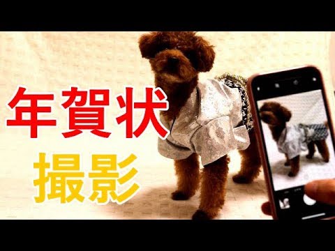 犬の年賀状を撮影してみた！袴姿のトイプードルがお正月全開でかっこいい！