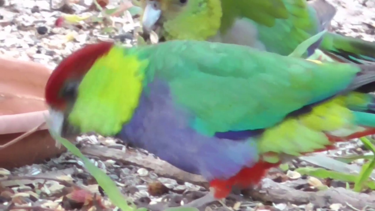 Red Capped Parotts 