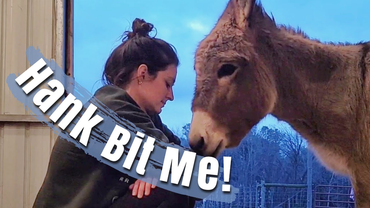 Do Vet Check Ups Cost Money