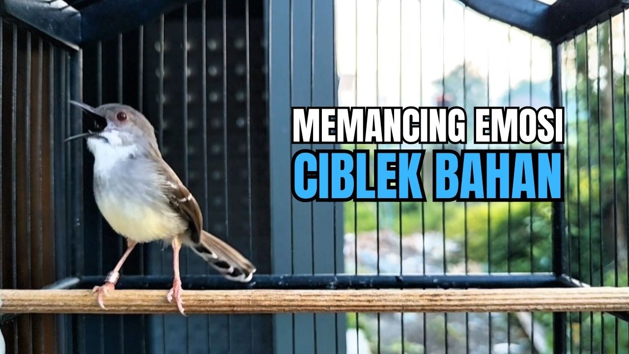 suara burung CIBLEK GACOR NGEBREN Pancingan Ciblek Semi bahan jadikan ciblek kristal gacor Tarung