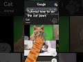 tutorial cat paws