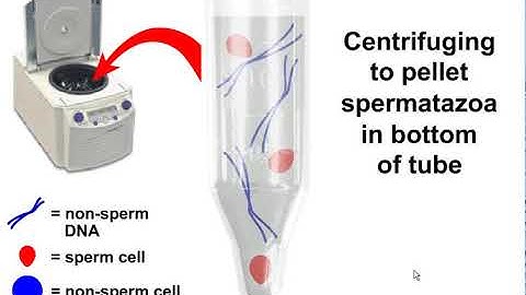 animation of the differential extraction process