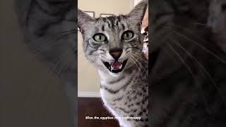 Leo Always Want to Go Out : Egyptian Mau #shorts