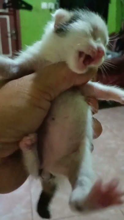 Suara anak kucing baru lahir