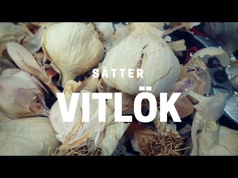 Video: Plantera Vitlök På Hösten: Viktiga Nyanser