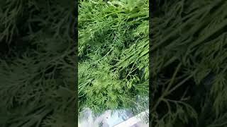 Soya Kura Benefits Leaves Benefits