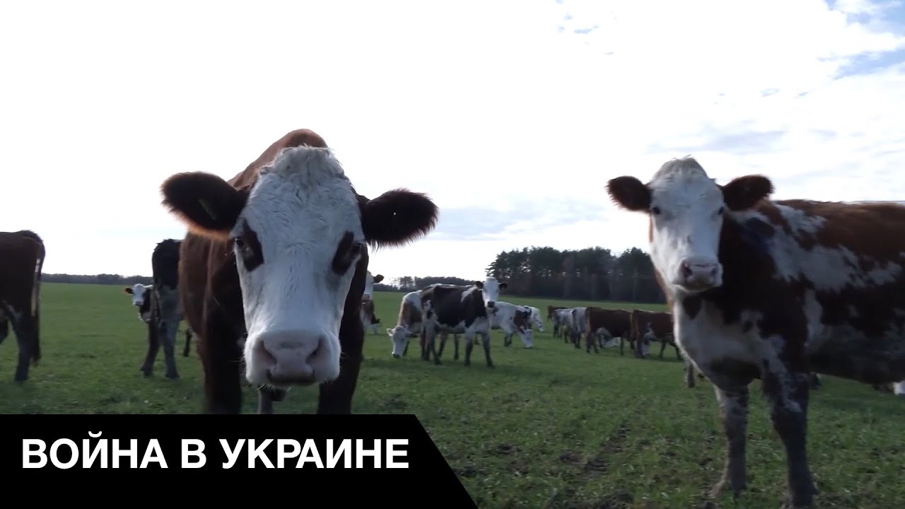 🤢Пьяный дебош и убийства коров: как воюют мобилизованные рф в Запорожской области