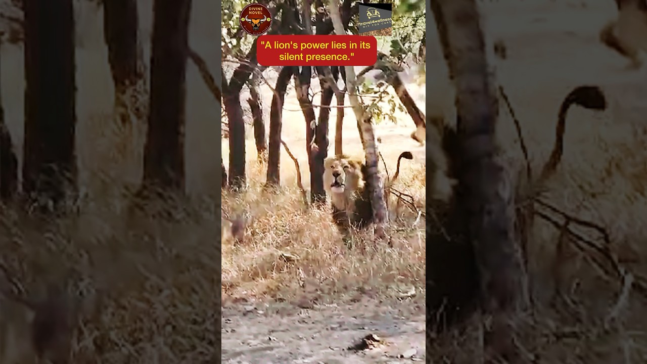 Roaring Wisdom -Lessons from the Lion’s Pride ( @travel4welness )