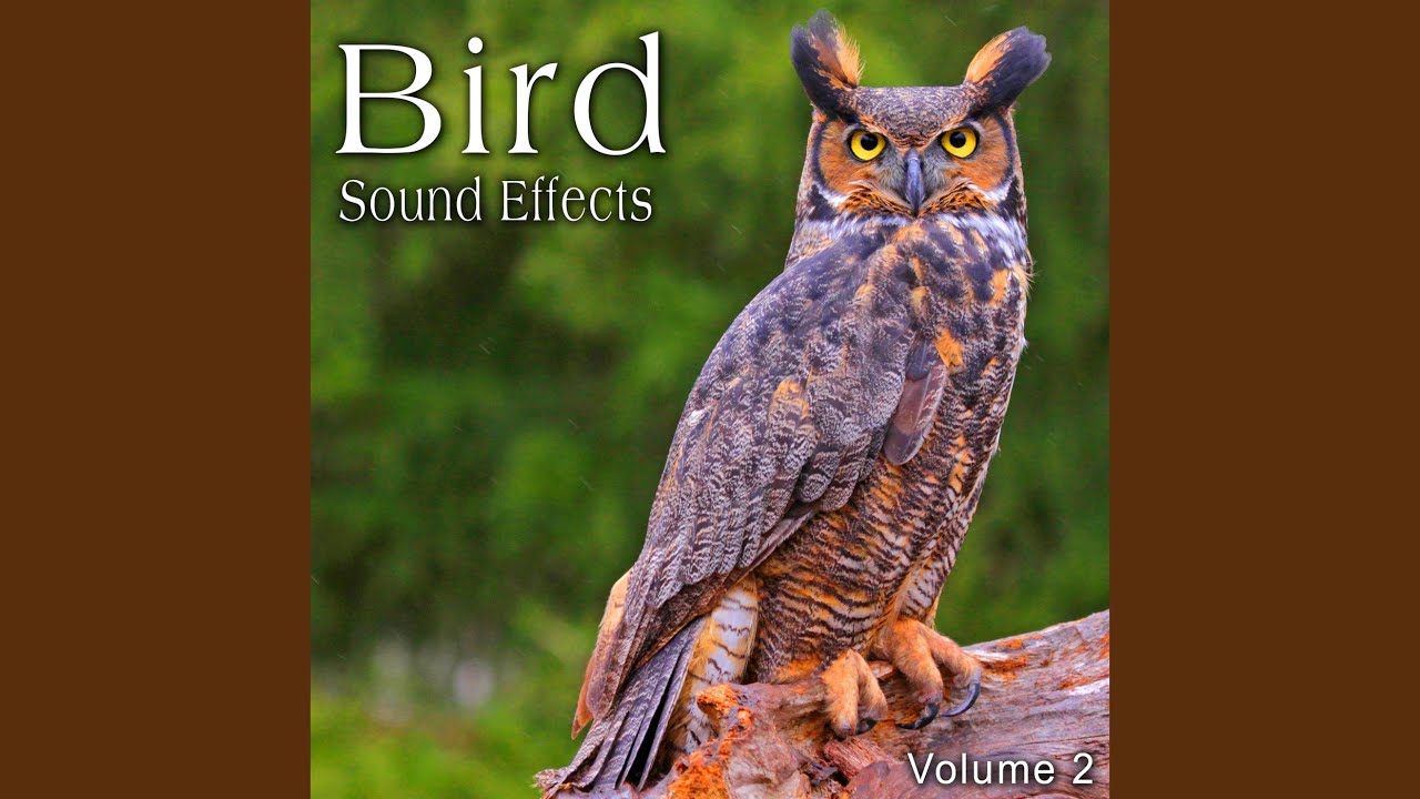 Great Horned Owl Hoot Take 1