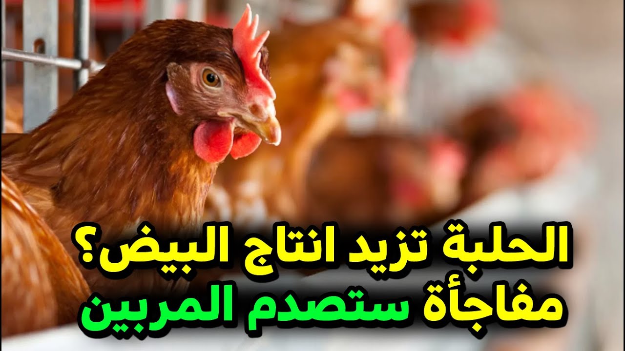 هل الحلبة تزيد انتاج بيض الدجاج ؟ جاوبنا على أكثر سؤال حير المربين وأفضل طريقة لتقديم الحلبة للدجاج