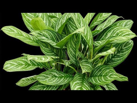 Video: Je li aglaonema sobna biljka?