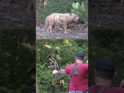 RX-8 vs Coyote! #archery #bowhunting #tac #3darchery