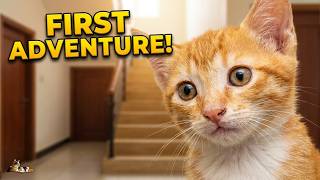 3 Kittens Explore The House For The First Time 🥹