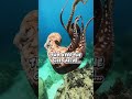 The Truth About Octopuses