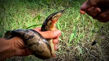 Câu Cá Chạch Suối Cuối Mùa Mưa - Hậu lâm