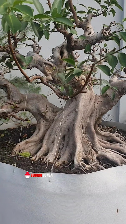 🔴Inspirasi jos banget🤩 bonsai iprik sultan Mr. Hariadisetyawan #bonsaiberingin #bonsaitree #bonsai