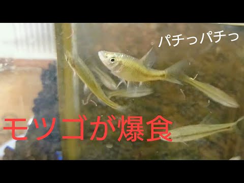 モツゴの特徴 見分け方 写真から探せる魚図鑑