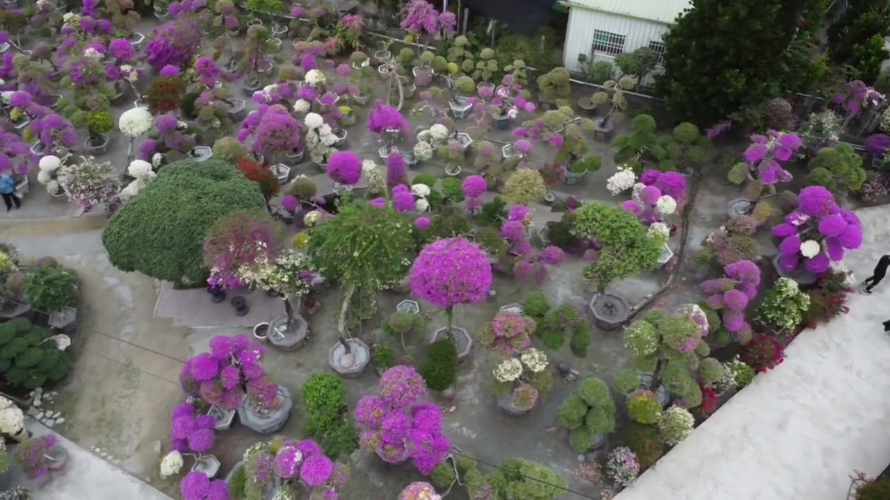 111-11-05 田尾 輝豐園藝 九重葛之家