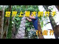 世界上最大的竹子 巨龍竹高度可以達到30米以上 直徑可達30釐米左 世界之最world 竹子 世界上最大的竹子 巨龍竹高度可以達到30米以上 直徑可達30釐米左 世界之最world 竹子